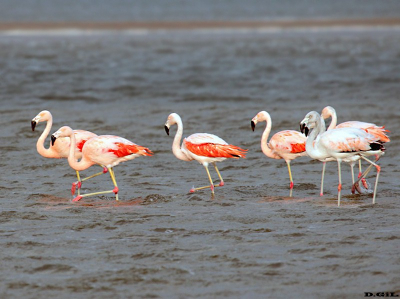 FLAMENCO AUSTRAL (Phoenicopterus chilensis) - Laguna de Rocha-ROCHA (Diciembre 2010)